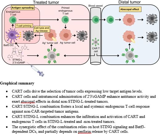 StubbsHervas's tweet photo. Os invito a leer nuestro nuevo articulo recientemente publicado en @jitcancer acerca de una nueva combinación para aumentar la eficacia de las células CAR-T en tumores sólidos @CIMA_unav #Cancer #Immunotherapy #CARTcell  https://t.co/fU8OMpeZb4 https://t.co/CaDBFKhCKs
