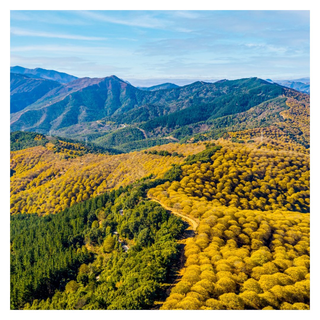 vivecostadelsol's tweet photo. ¿Quieres visitar un patrimonio natural sin precedentes? 🌲 #SierraBermeja es un cordón montañoso en el que descubrirás uno de los mejores paisajes de #pinsapares del mundo, ¡Te impresionará! #CostadelSol https://t.co/Mc9nWOt8Y5