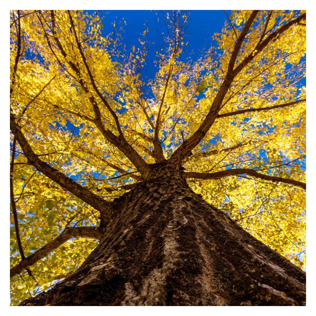 vivecostadelsol's tweet photo. ¿Quieres visitar un patrimonio natural sin precedentes? 🌲 #SierraBermeja es un cordón montañoso en el que descubrirás uno de los mejores paisajes de #pinsapares del mundo, ¡Te impresionará! #CostadelSol https://t.co/Mc9nWOt8Y5
