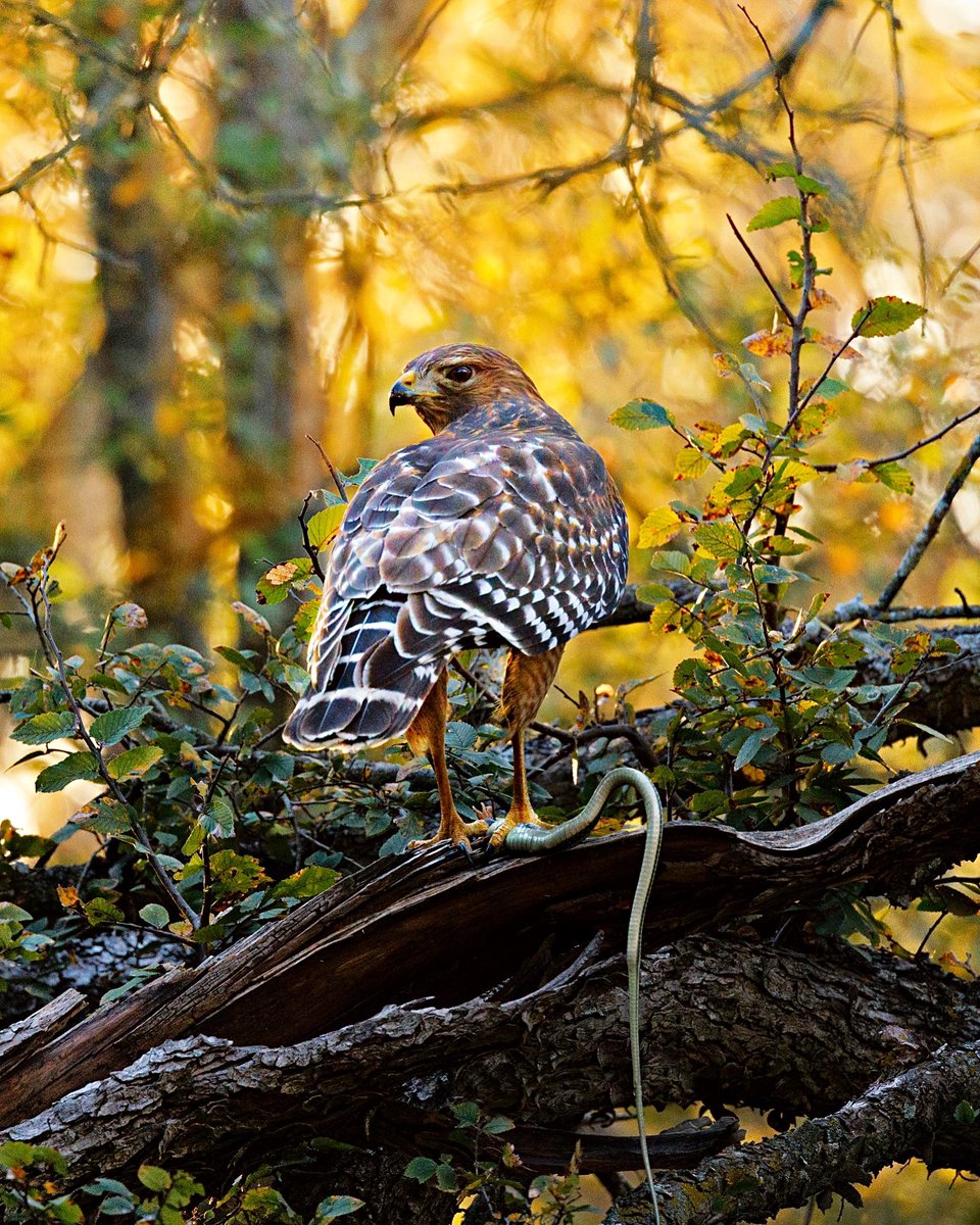 expthewildlife's tweet image. Red-Shouldered Hawk showing a snake who’s boss. #TwitterNatureCommunity #wildlifephotography