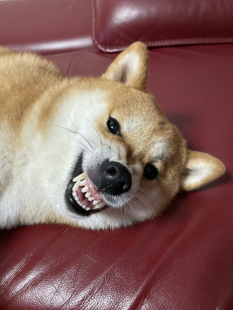 柴犬のモフ尻から毛をスポッと抜いたら めちゃめちゃ怒ってた ごめんこれ抜きたくなるんだよ 動画あり 22年2月19日 エキサイトニュース