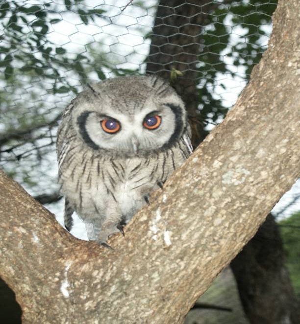 SafeGrowth's tweet image. New @SafeGrowth blog by @GregorySaville: BLINDED BY THE LIGHT

Read full blog post👉 bit.ly/3limFIb

#confirmationbias #crimedisplacement #CPTED #secondgenerationCPTED #SafeGrowth #InspireNeighborhoodFutures