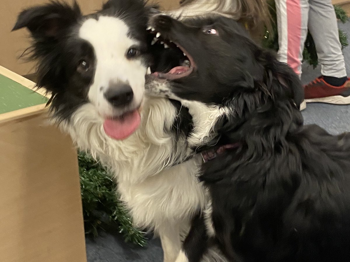 MagicalMerlinBC's tweet image. #fun &amp;amp; #friendship #TongueOutTuesday 
Merlin 🧙‍♂️ 🐾