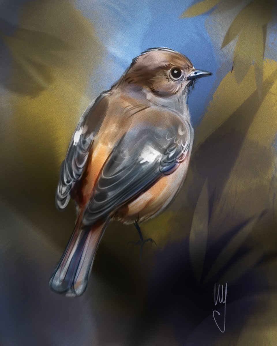 ammagenta's tweet photo. The Daurian redstart (Phoenicurus auroreus) is a small flycatcher from temperate Asia. https://t.co/TXsPP1DZT9