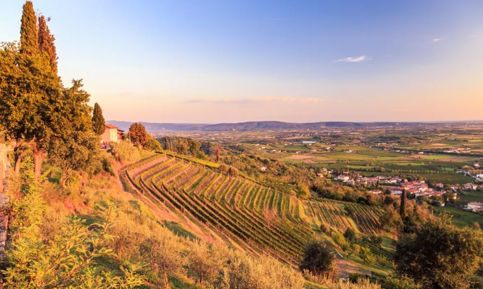 "#Friuli with frills: a weekend tour of Italy’s white #wine heartland🥂" read the complete article on <a href="/guardian/">The Guardian</a> ➡️🤩bit.ly/3xC6nyZ

#FVGlive #Italy #winelovers
