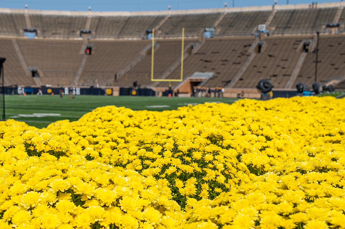 The Fighting Irish tweet media
