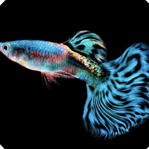 VogesJason's tweet photo. In a World where everyone talks about whales..... I just want to be a guppy. Small fish with bright colorful ideas. #investing #nftcollector #NFTCommunity #Motivation https://t.co/YGkSNOcWkg