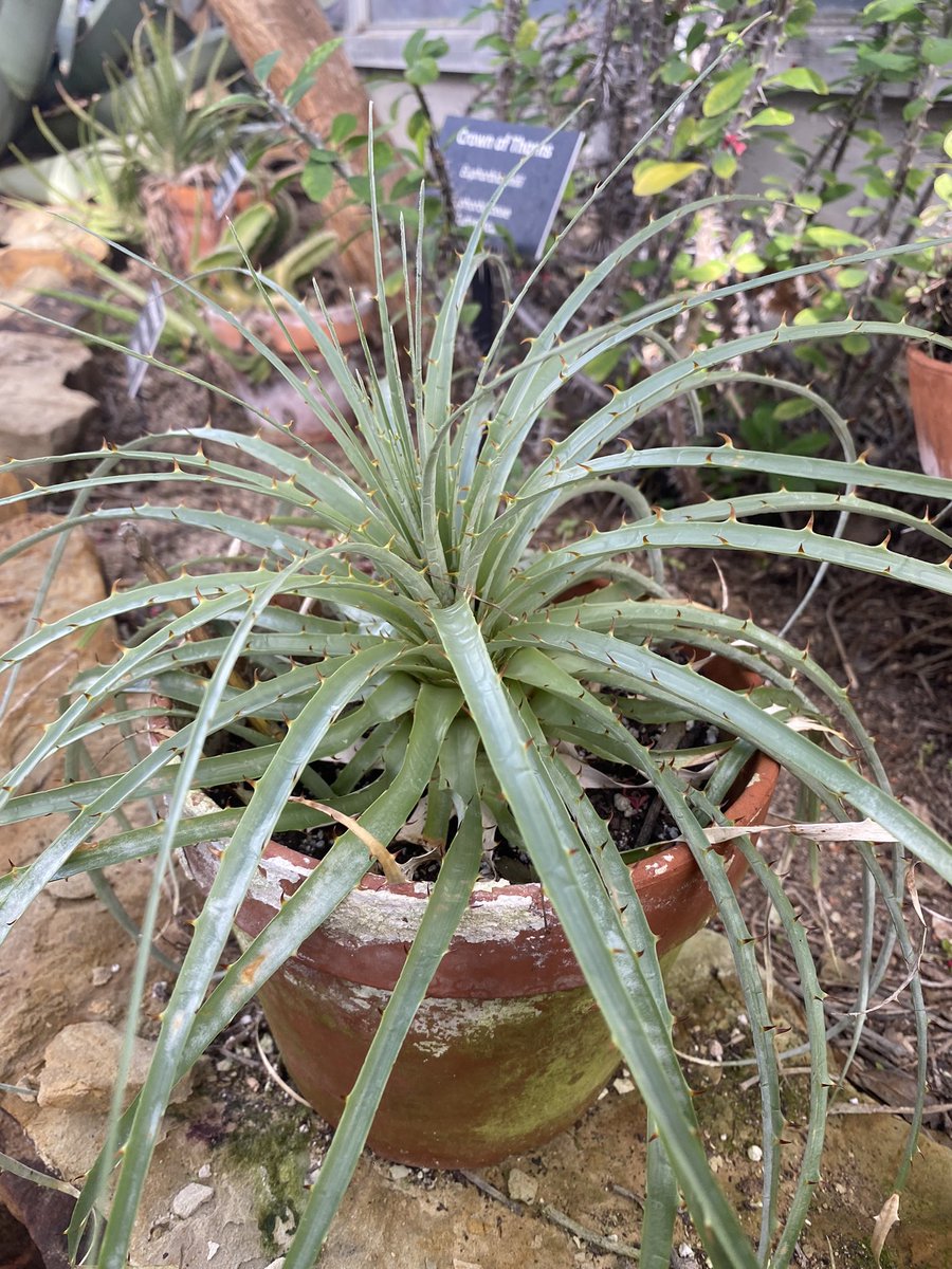 maddy_mcdonnell's tweet photo. I love finding weird plants to admire! This is a succulent bromeliad from Chile, from the genus Puya, that are found in arid environments instead of the tropical areas that most bromeliads are found. Some can grow to 6’ tall and will flower after about 20 years! #dqmo https://t.co/aX18sgHwul
