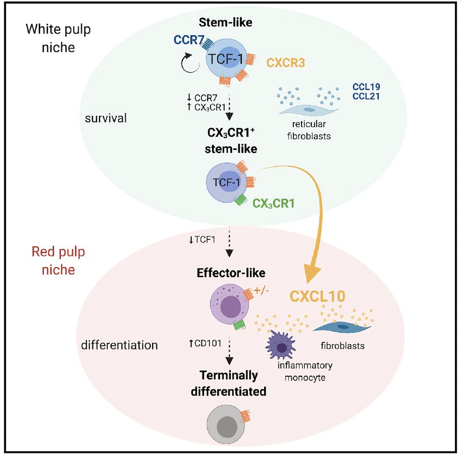 Distinct roles of CXCR3 ligands CXCL9 and 10 during chronic viral infection. CXCL10 lures CTL into the red pulp to hasten their terminal differentiation, accelerating depletion of the TCF-1+ stemlike memory pool and limiting viral control. Congrats, Ola.
…edirect-com.ezp-prod1.hul.harvard.edu/science/articl…