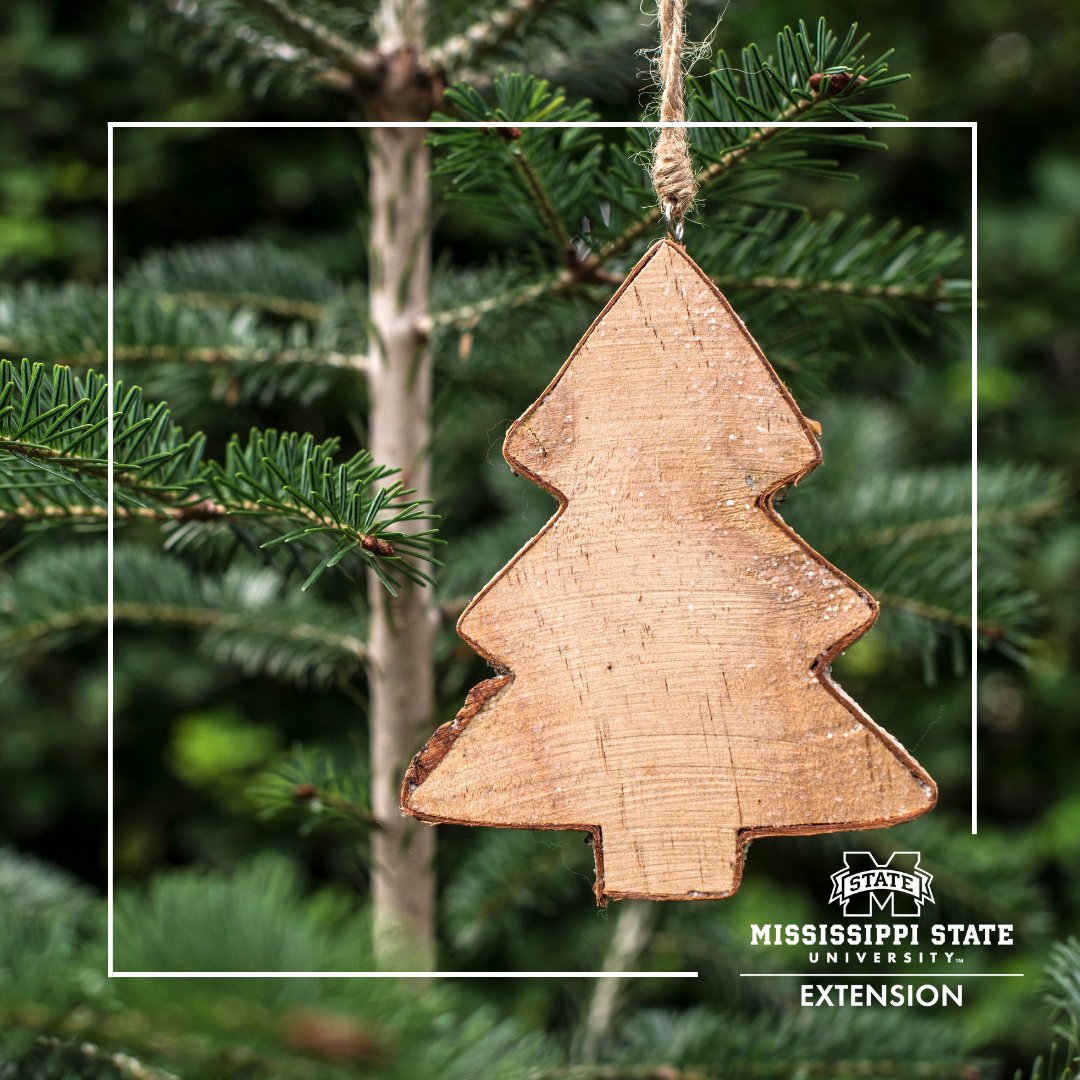 MSUExtService's tweet image. Choosing, cutting, and bringing home a real Christmas tree is a fun, family tradition that makes memories for a lifetime!🎄 

👉If you plan to have a real tree this year, be sure to observe some safety rules. We explain here: ow.ly/eR9l50GYX2G #ExtensionForRealLife #MSUext