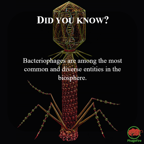 PhageFireEu's tweet photo. #didyouknow #phages #interestingfact #eu #phagefire #euproject #h2020 #horizon2020 https://t.co/7T09mreYe3