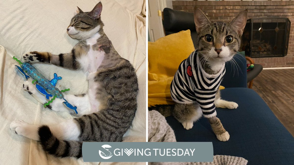 Trident received the life changing medical care she needed because of supporters like you. Donate now and it will be MATCHED up to $25,000 #GivingTuesday secure.qgiv.com/event/gt2021/