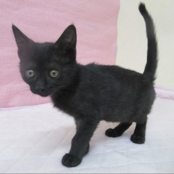 U X U わんさん Kitten 保健所 殺処分対象 T Co U0a3bolckm 黒猫 保護猫 殺処分 Kitten Cat Killing 愛猫 Chat This Kitten Is Killed If No Owner Is Found 里親 They Are Waiting For A Call