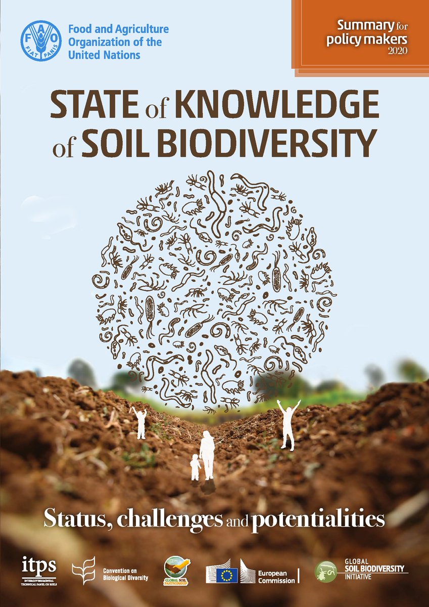 IPBES's tweet photo. Soil biodiversity drives many essential processes to food production and soil and water purification.

For #WorldSoilDay, explore The State of Knowledge of Soil Biodiversity by @FAO, @theGSBI, @UNBiodiversity &amp; @EU_Commission 💧🪱🍄🐛

https://t.co/KkjsPAD3ye https://t.co/2qGab6aftg