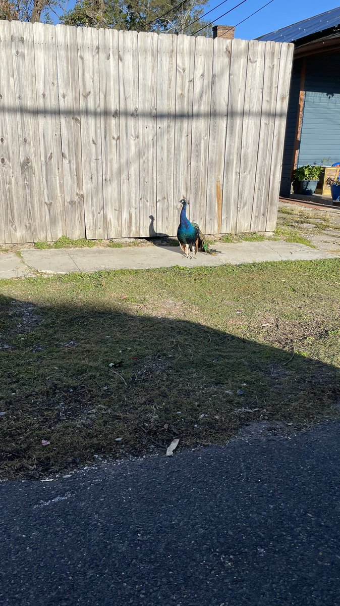 Who peacock running round Hollygrove dawg https://t.co/kI92d5ZNTx