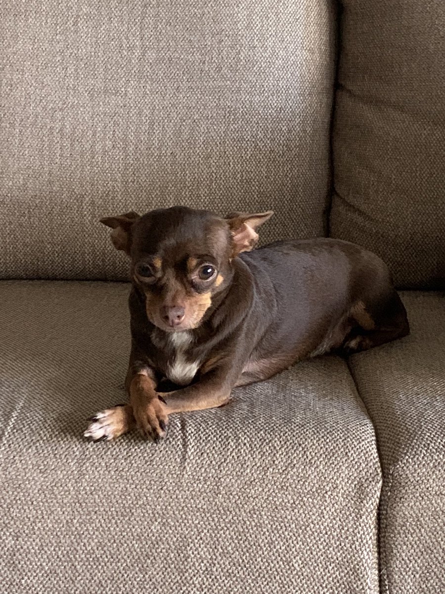 imsonataliee's tweet photo. Doña Samra les desea un martes feliz ! 😋 #chihuahuamom https://t.co/Gdp7AuQE3G