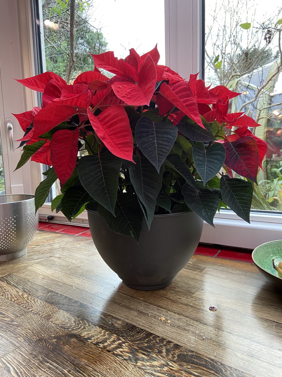 Caitlin Moran tweet media