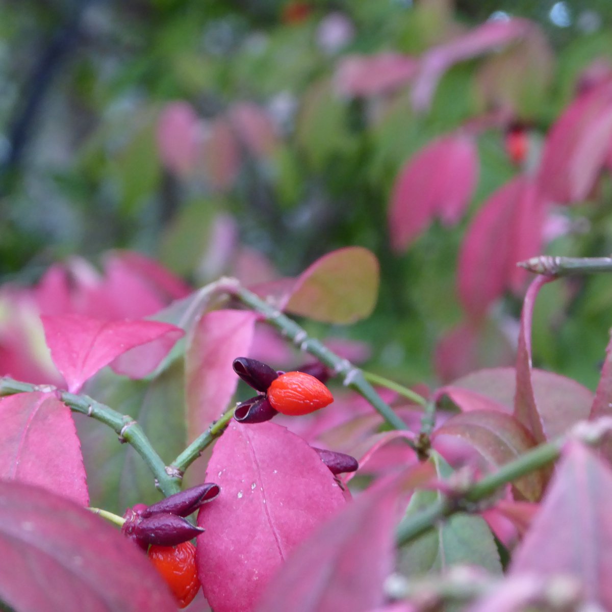 Dallaswear_OFL's tweet photo. Not sure what sort of tree this is but it's very pretty!
#leaves #trees #garden #autumn #autumncolors #autumnleaves #pretty #enjoylife #enjoybeing #outdoors #landscapephotography #landscapelovers #photography #photographylovers #PhotoOfTheDay #pinkleaves #treephotographs https://t.co/uTrnjZ5RUq