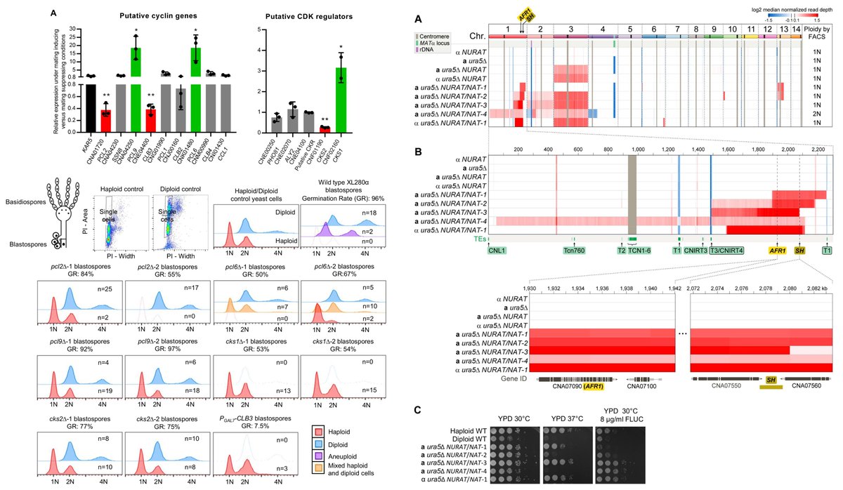 DukeHeitman's tweet photo. New study Led by Ci Fu on ploidy transitions during Cryptococcus unisexual reproduction now published in PLOS Genetics:
Dynamic genome plasticity during unisexual reproduction in the human fungal pathogen Cryptococcus deneoformans. 
https://t.co/tcAqXLz6aT https://t.co/3JHO7Ew2cc