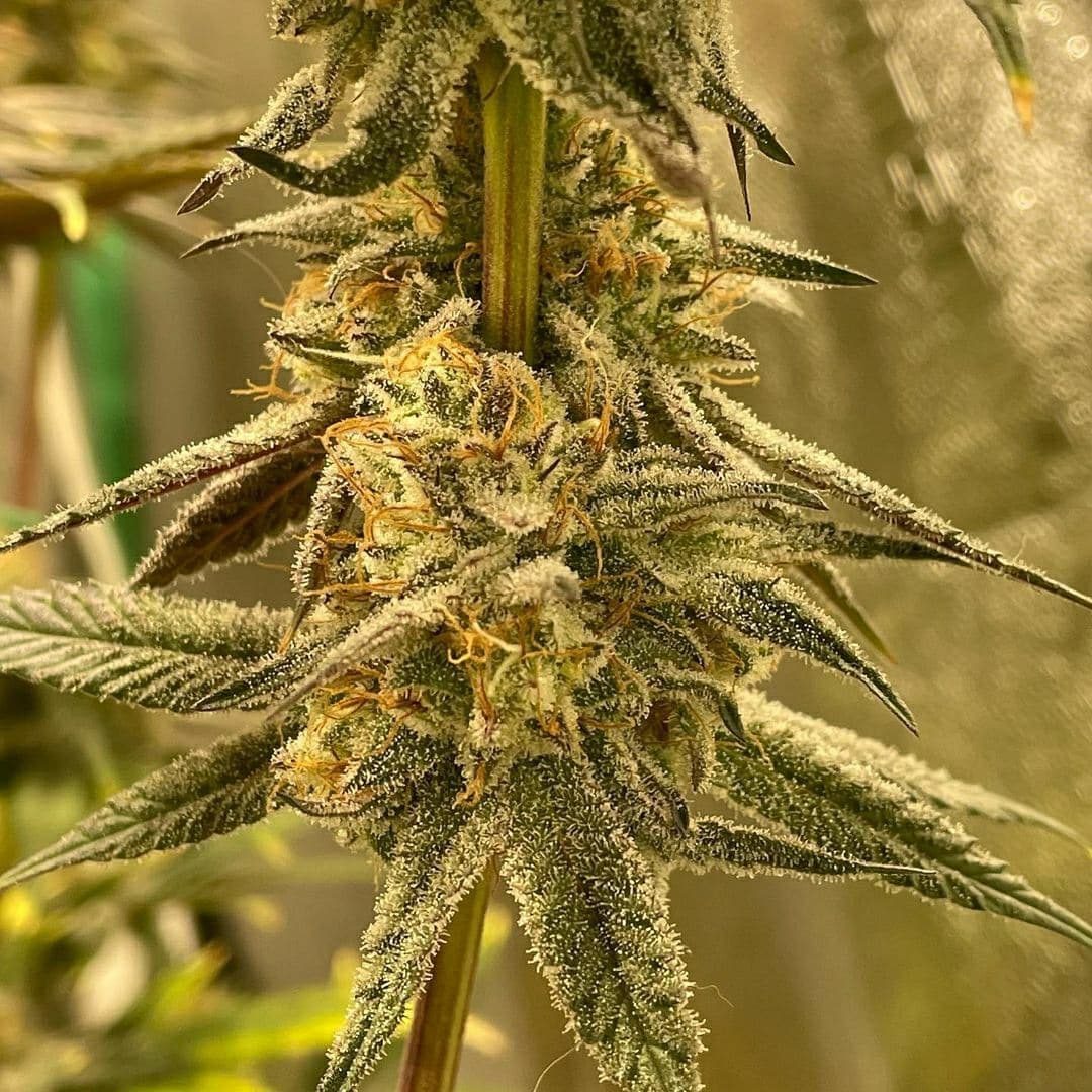 SeedsmanSeeds's tweet photo. 💘 Peyote Gorilla 💘 grown by 📸 @vacillating.scientist - Peyote Gorilla, day 46f
@seedsmanseeds - 📸 Thanks for sharing your #seedsmanseeds 💘🙏 https://t.co/o7zz6IoREQ