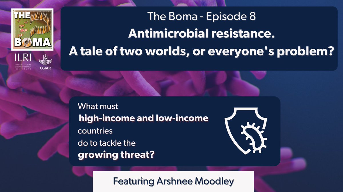 The 8th episode of The Boma looks at the growing threat of #antimicrobialresistance (#AMR). As long as we have had ways to destroy them, microbes have been fighting back. @ArshneeM, @amrhub lead, talks us through how countries can avert a grim future. ilri.org/livestock-matt…