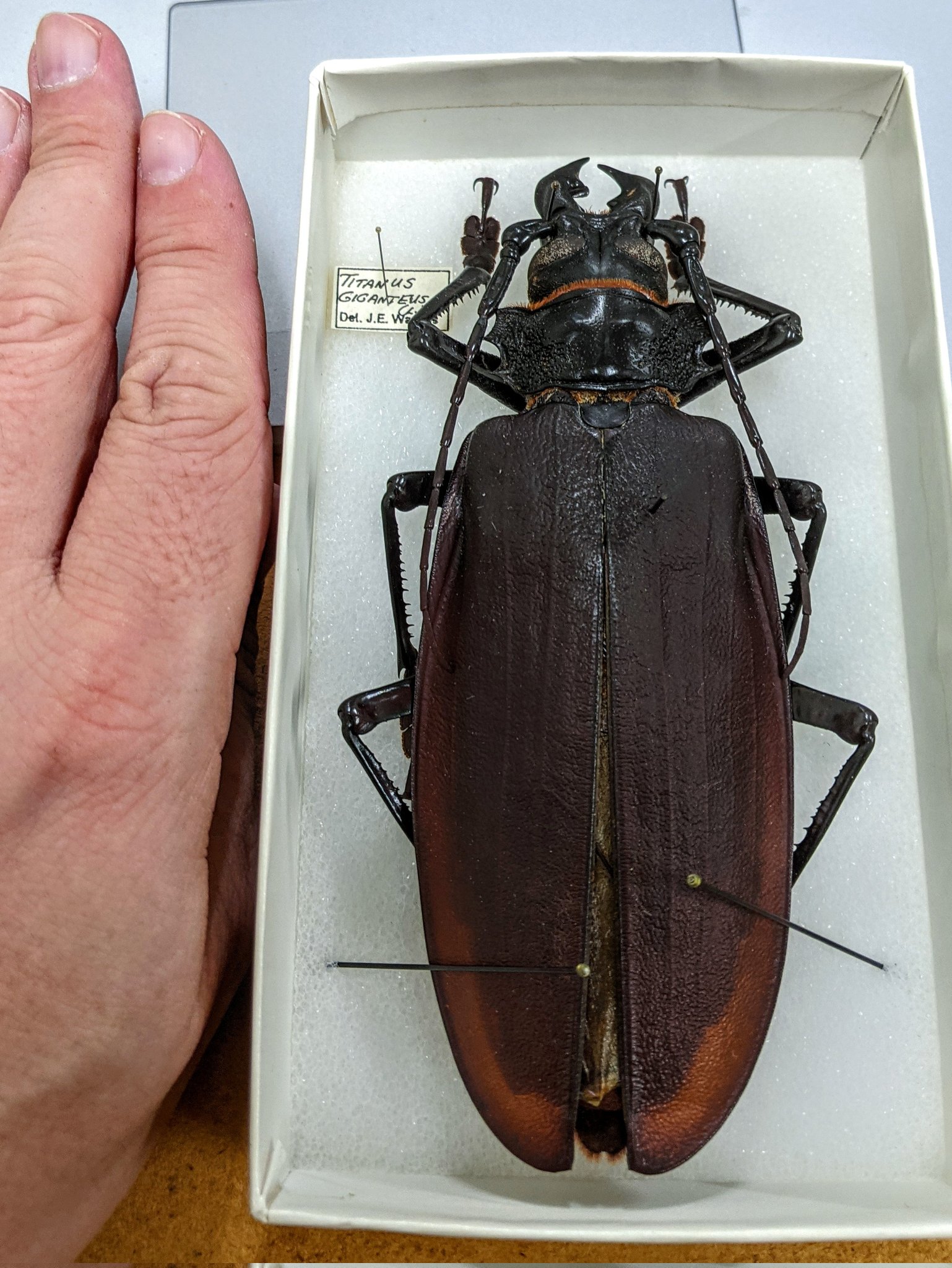 Titanus Giganteus