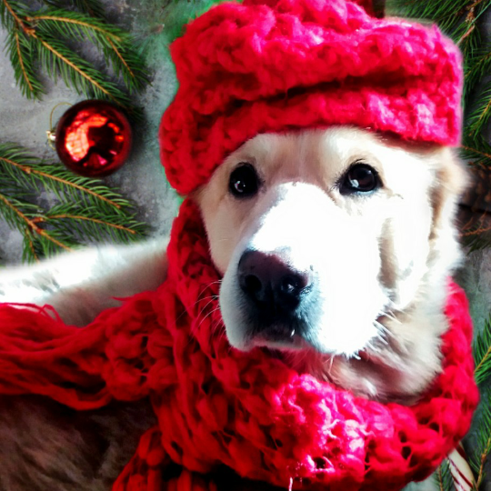 SorMeris1's tweet photo. @Saamuellopez @Saamuellopez espero que te guste...a Buddy le gusta mucho disfrazarse y ahora como llega Navidad pues que mejor que estar a la altura de las fiestas...🐕 https://t.co/fkvglBRFSV