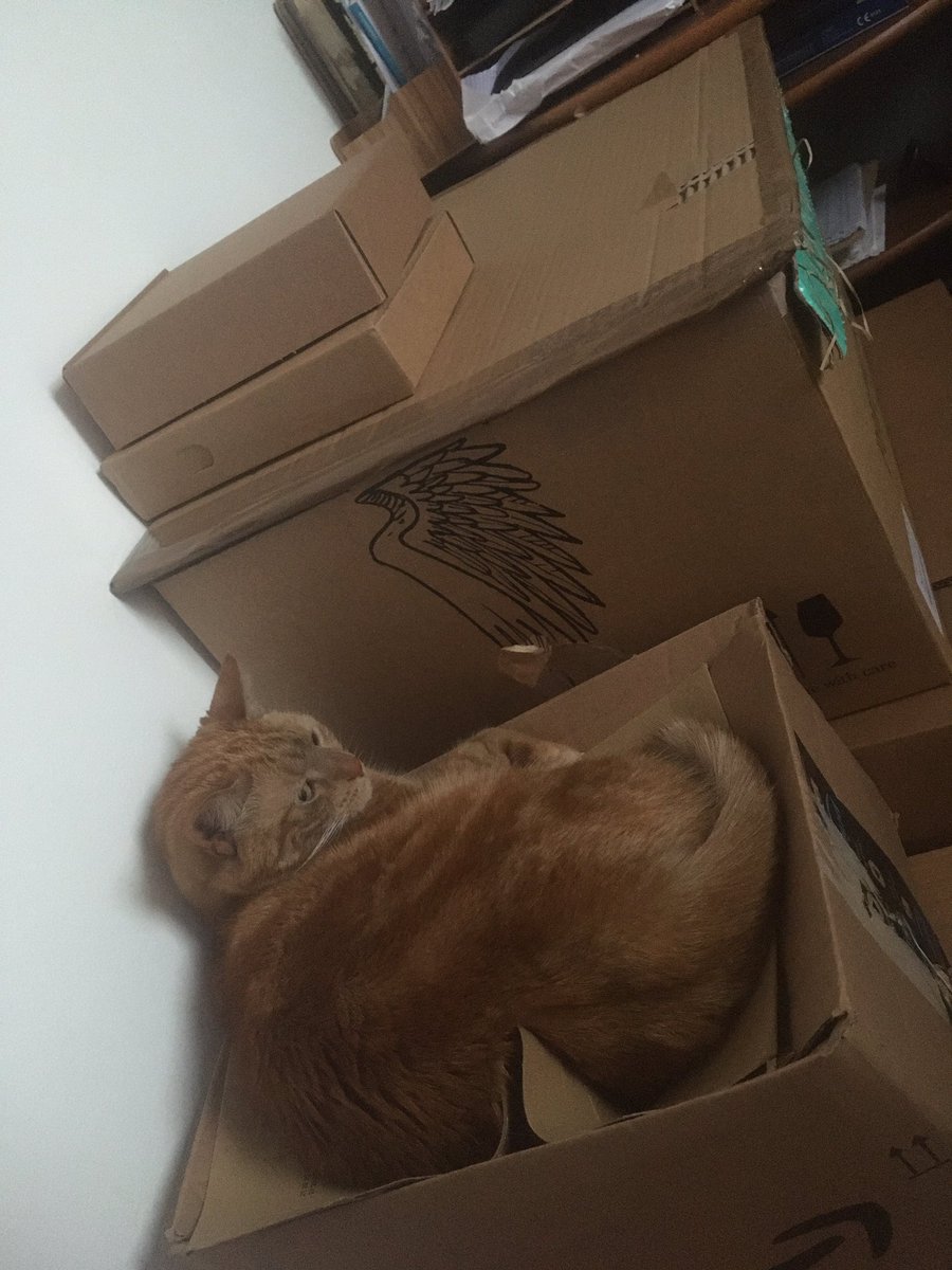 gilllyonart's tweet image. You want packaging? You must cross my paws with tuna loin, and #dreamies 😂 #catsinboxes #packagingproblems #gingerkitty #princessgingerpudding #kittylove #kittyhelper 
bit.ly/gilllyonart
