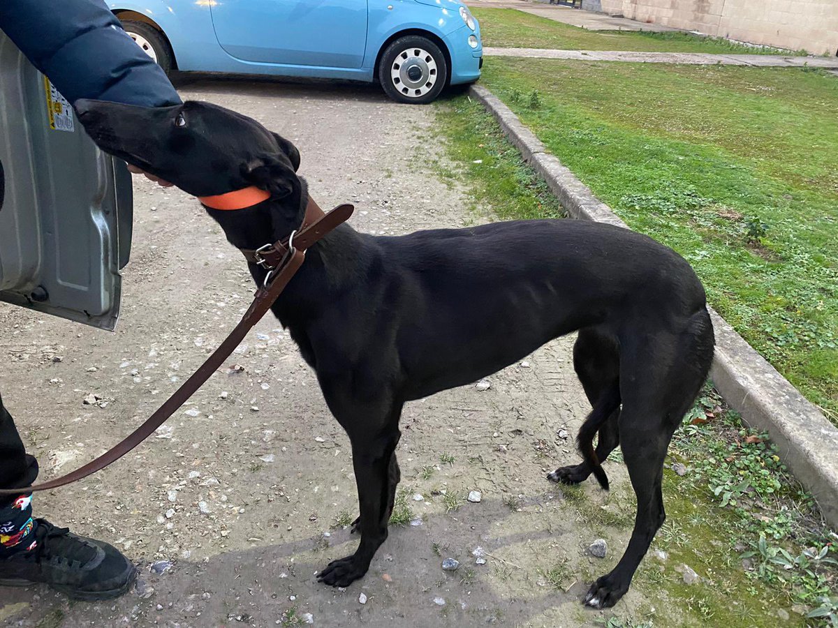 bluetickracing's tweet photo. Welcome to the team Blue Tick Olivia💙🐾

Just a March 20’ with some nice form lines in Ireland. She comes from the Coolavanny Pearl dam-line out of top class sire Droopys Buick. 

Looking forward to seeing how she progresses on the track and potentially a future broodbitch. https://t.co/iXIV8w17sB