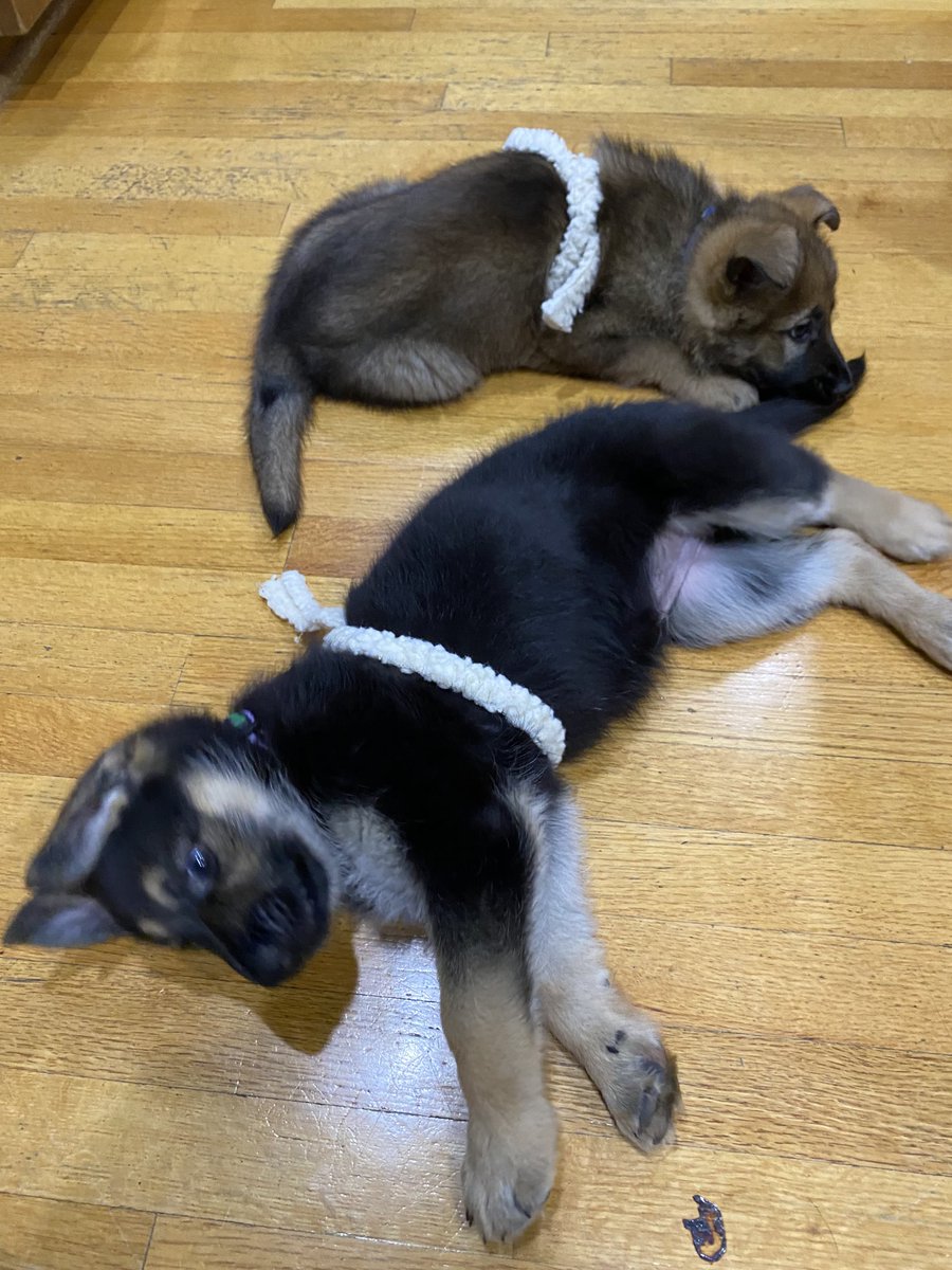 tricia7bennett's tweet image. ⁦@GuidingEyes⁩ #Dixie and #Deverick Born to Guide