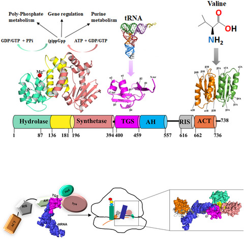 FEBS_Letters's tweet photo. ▪ #Mycobacterium #tuberculosis Rel mediates the #stringentresponse under nutrient starvation
▪ Gerhard Grüber & team @NTUsg solve the structure of the regulatory TGS domain of Rel & its interaction with deacylated #tRNA
➡https://t.co/dnqj7wtSUU
#structuralbiology #NMR https://t.co/39F0gMzYkE