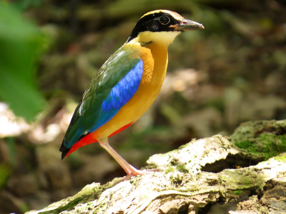 koolshark2's tweet photo. The #bluewingedpitta has just about every color in the 🌈: cobalt blue wings, yellow-orange breast, red crotch(!), green back ($!), black mask, white throat. A few poses to show those dazzling colors. Today at Jurong Lake Gardens, this is an uncommon migrant. #birdsinsingapore https://t.co/mv2xBEiIUr