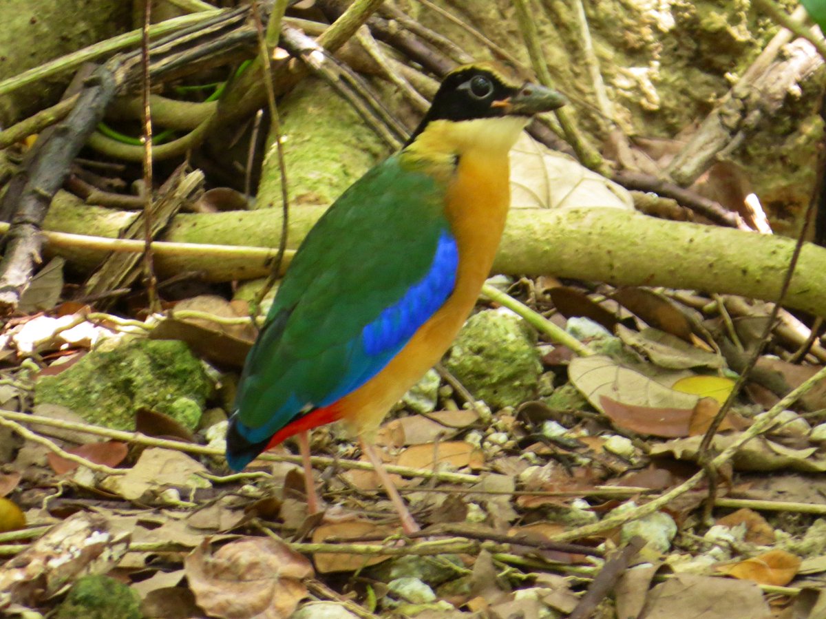koolshark2's tweet photo. The #bluewingedpitta has just about every color in the 🌈: cobalt blue wings, yellow-orange breast, red crotch(!), green back ($!), black mask, white throat. A few poses to show those dazzling colors. Today at Jurong Lake Gardens, this is an uncommon migrant. #birdsinsingapore https://t.co/mv2xBEiIUr
