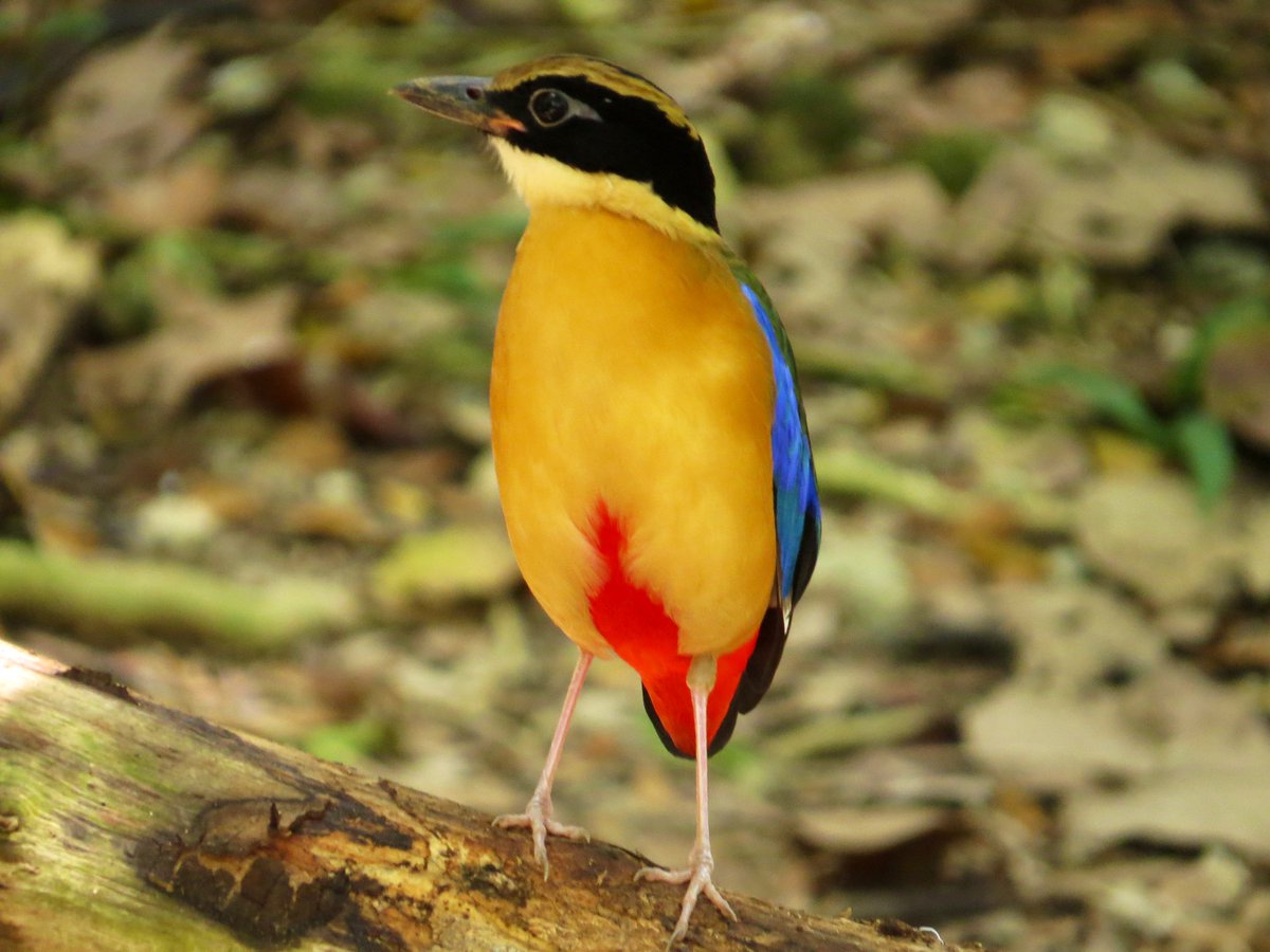 koolshark2's tweet photo. The #bluewingedpitta has just about every color in the 🌈: cobalt blue wings, yellow-orange breast, red crotch(!), green back ($!), black mask, white throat. A few poses to show those dazzling colors. Today at Jurong Lake Gardens, this is an uncommon migrant. #birdsinsingapore https://t.co/mv2xBEiIUr