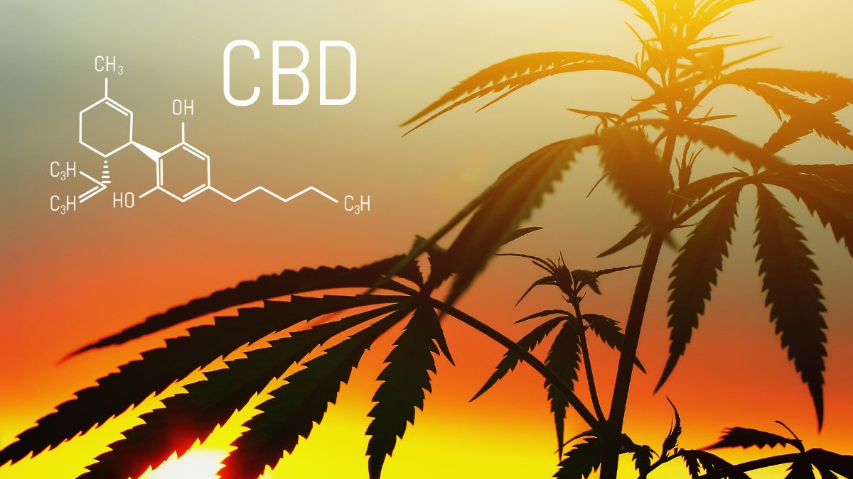 CBDLearningBase's tweet image. Marijuana plants give off a funky odor. Scientists have finally discovered the chemistry behind this manifestation. bit.ly/3ruYn1w

#cannabisculture #cannabisnews #cannabisindustry #cannabissociety #CBD