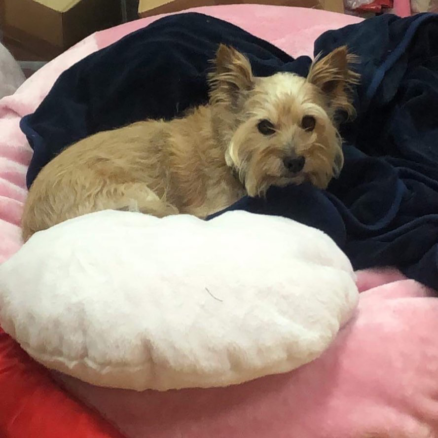 HelloMeanwhile's tweet image. New tenant alert! Well sort of... Hazel from @CuteAsClothing in Pithay Studios has a new little helper - Rufus - he’s a very good boy! 

#cutenessoverload