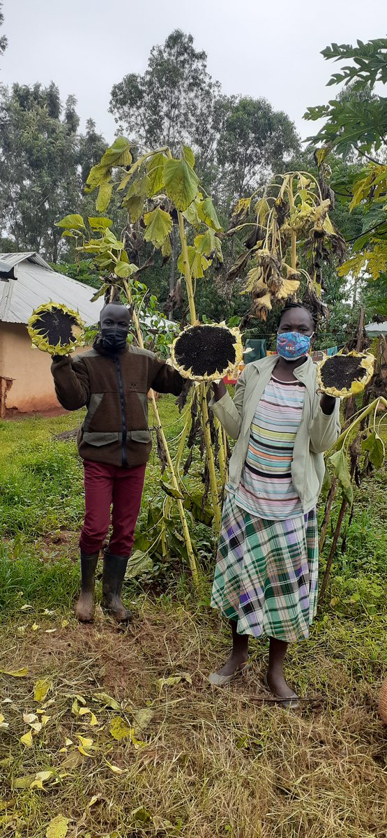 sauti_kuu's tweet photo. Julius, our Sustainable Economic Growth Project Coordinator, on a home visit today with one of our Sauti Kuu Parents. Ann showed Julius the progress of her sunflowers. 

@aumaobama

#sunflowerseeds #harverst #economicgrowth #farmingiscool https://t.co/mpLd1YJIoT