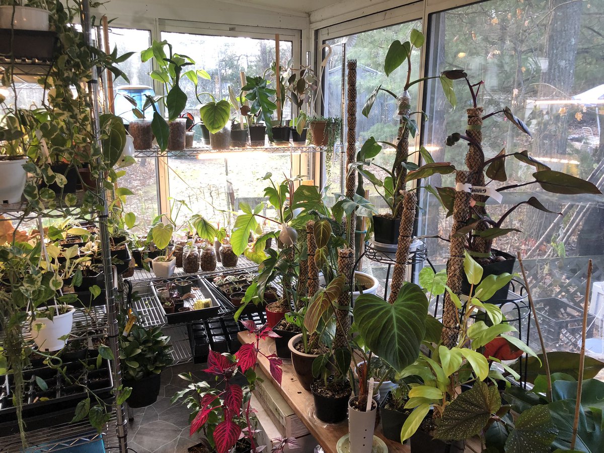 FandFteas's tweet photo. Some of our private collection 😀 #monstera #thaiconstellation #joepii #elchocored #albo #pinkprincess #philodendron #squamiferum https://t.co/ZX5Yp9wHk8