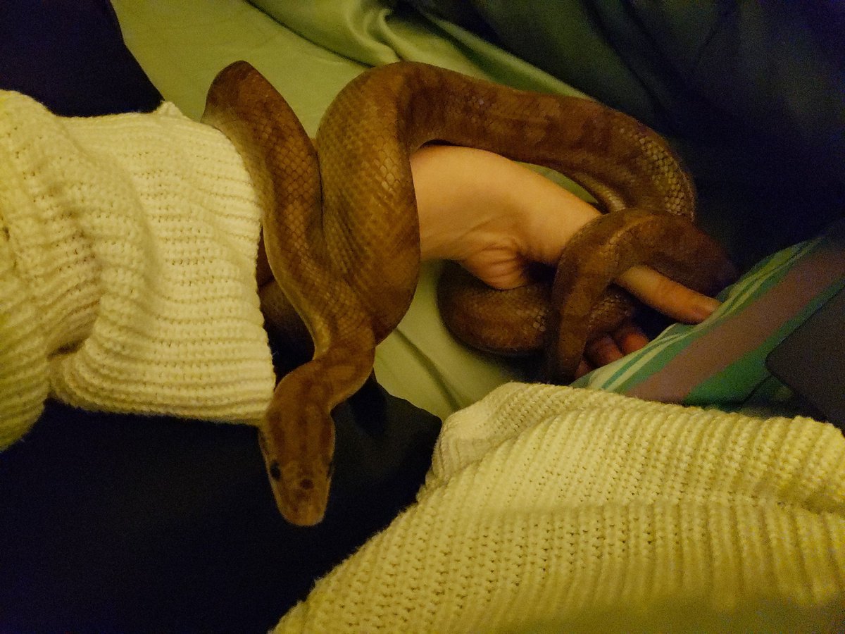 KDragon2772's tweet photo. @greenleafgeek Not sure if you'd think she's cute but here's my pet. I hope you feel better soon. https://t.co/w2qGLFMomz