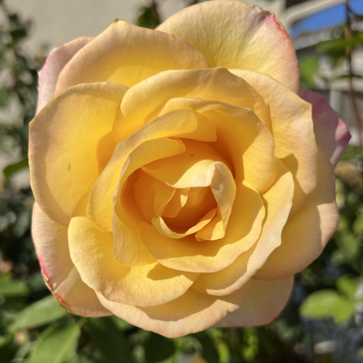 KatieDoWrite's tweet photo. Doesn’t seem fair that roses should still be blooming in November in California #tuesdaymotivation #tuesdaythoughts #peacerose #roses #roseslife #amwriting #amwritingfantasy #amwritingfiction https://t.co/r5dG3CRqgW