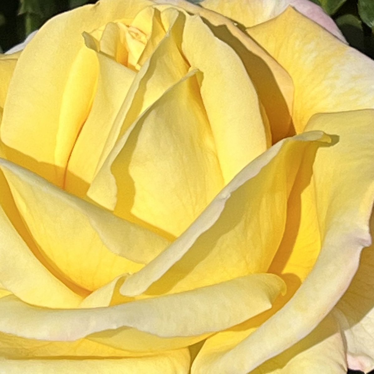 KatieDoWrite's tweet photo. Doesn’t seem fair that roses should still be blooming in November in California #tuesdaymotivation #tuesdaythoughts #peacerose #roses #roseslife #amwriting #amwritingfantasy #amwritingfiction https://t.co/r5dG3CRqgW