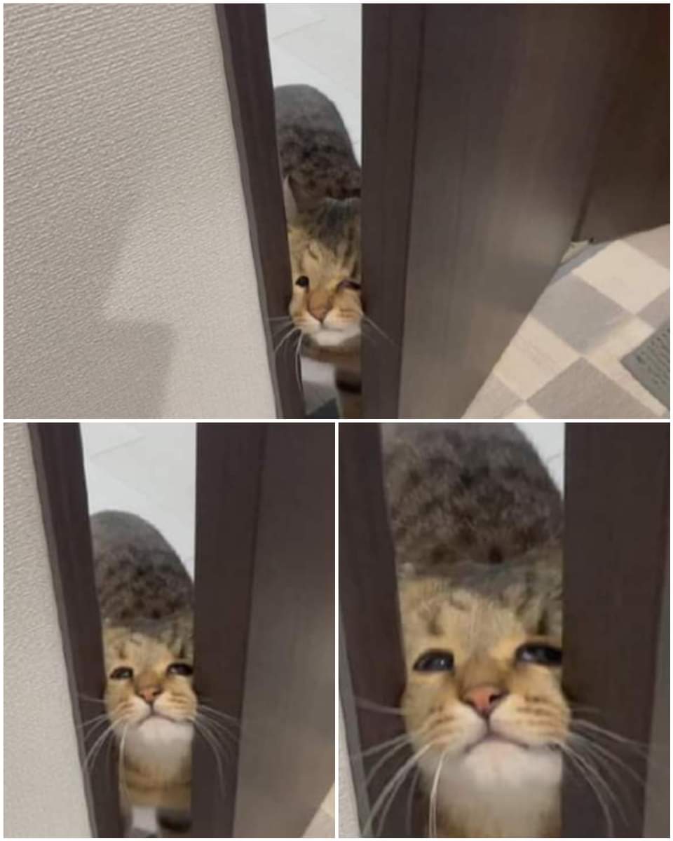 gatitos_qctd's tweet photo. https://t.co/ObH55uKAaM