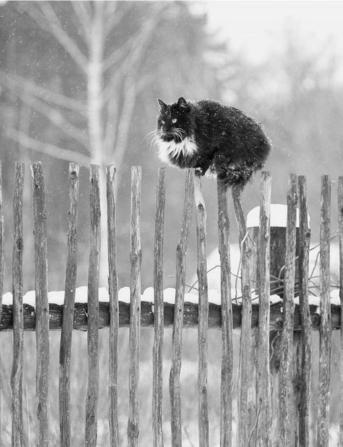 коты на заборе. кот сидит на заборе. коты на заборе. кот на заборе. коты на заборе.