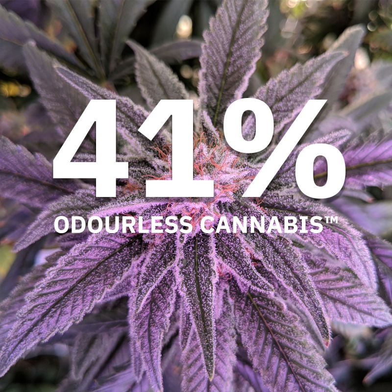 Cannabco's tweet photo. CannabCo Reveals 41% Odourless Cannabis™ Dry Flower Strain. We are set to capture exclusive market share with high THC Odourless Cannabis™ products.

https://t.co/bdixN3S5XE

#cannabis #odourlesscannabis #thc #cannabisbusiness #investment #innovation #purecann https://t.co/Y0AUJnuP9C