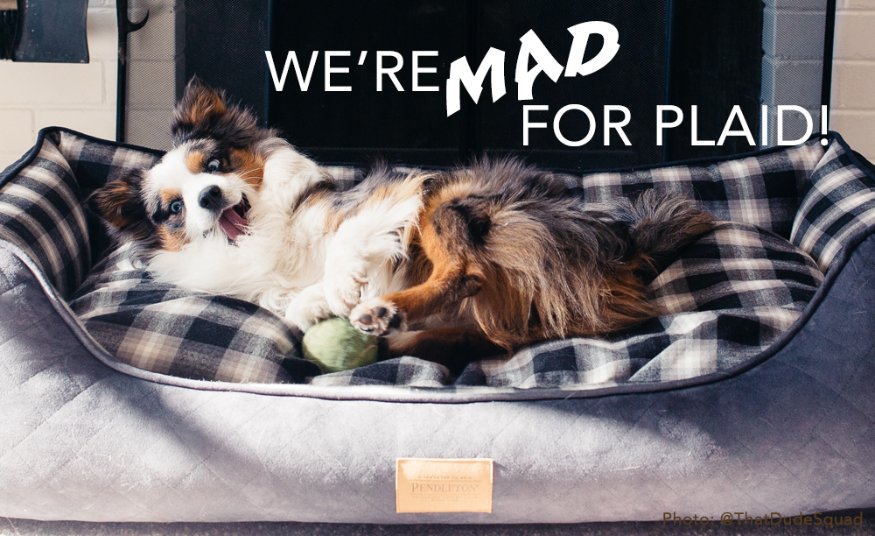carolinapetco's tweet photo. I’m MAD! You’re MAD! We’re all MAD for #PendletonPet Plaids! #Plaid is a staple for fall and holiday fashion. Including pet fashion!

Check out our collection of #Beds, #Coats, #Throws &amp; More in the most popular Pendleton Plaid patterns 👉 https://t.co/e5E1KWXbpJ https://t.co/inEsKsCDDO