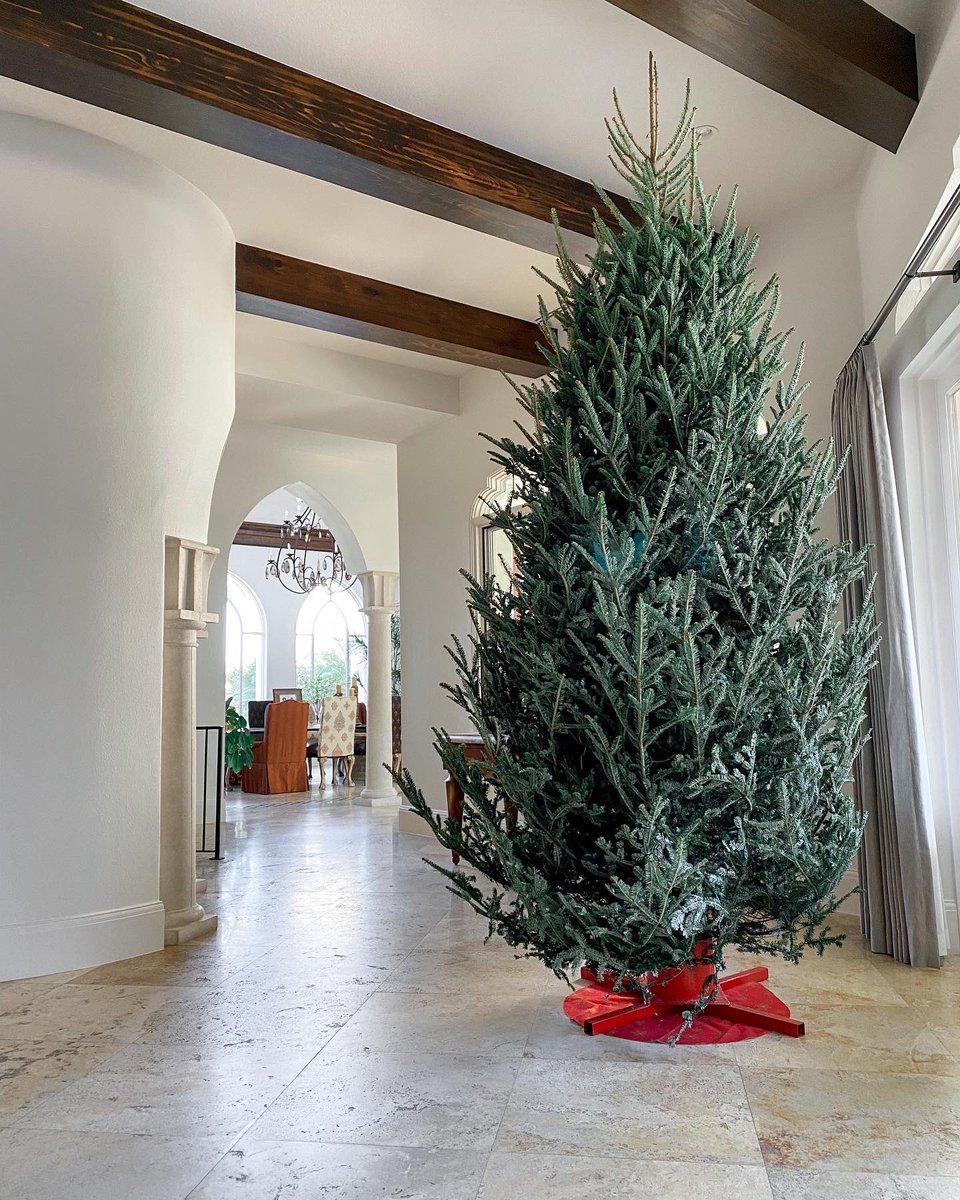 treedropapp's tweet photo. Another beautiful 11’ Carolina Fraser Fir delivered and set up by our team. We’re all sold out of XL trees, but we still have a few 5’, 6’, and 7’ trees left. Visit https://t.co/yNzDE4VqPU to place your order today! #treedrop #christmastreesondemand @bjryan3 https://t.co/RfgEDodAgA