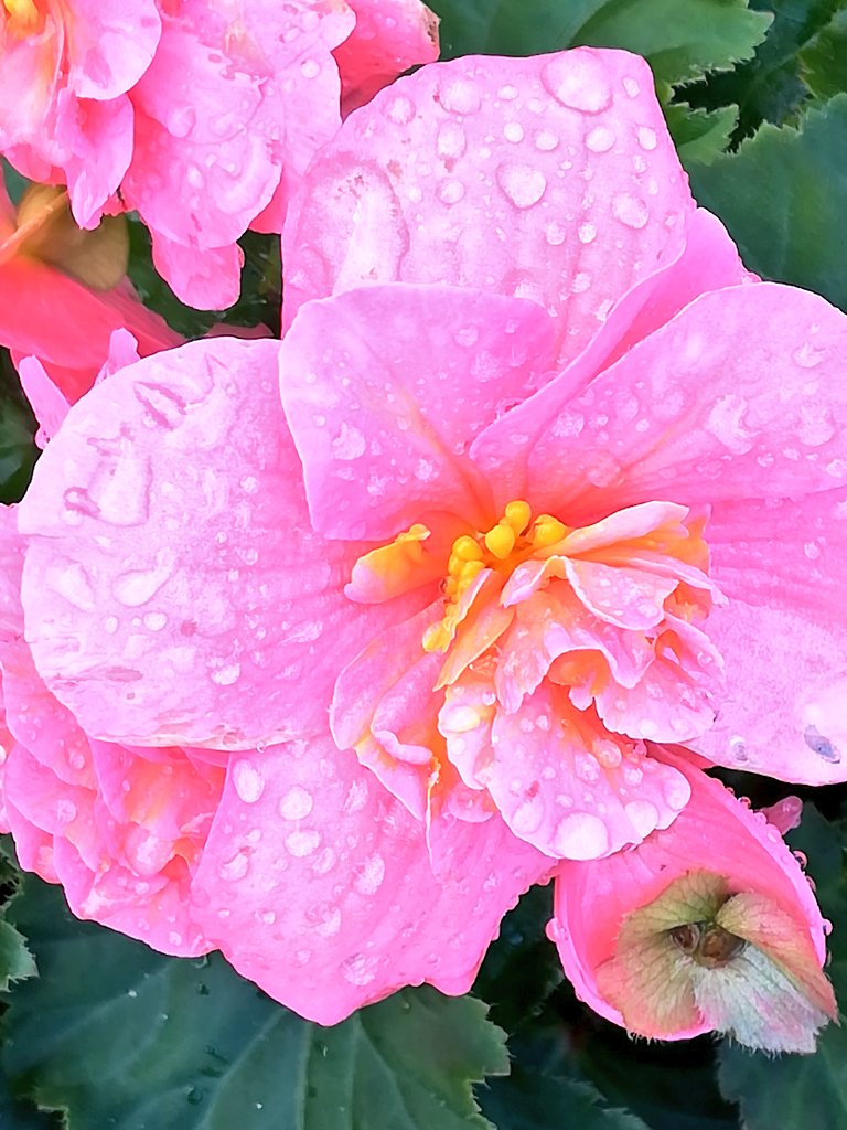 サンパチェンス Twitter Search Twitter