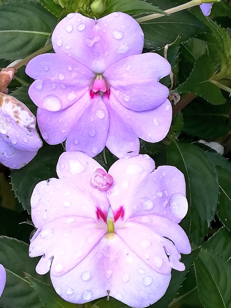 サンパチェンス Twitter Search Twitter