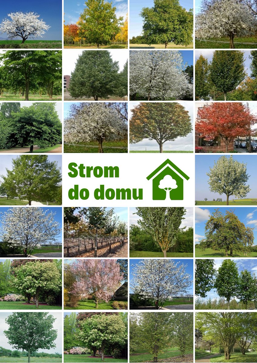 Sadíme Stromy do domu, pozrite si fotografie -> bit.ly/stromdodomu | #trnava #stromdodomu #vysadba