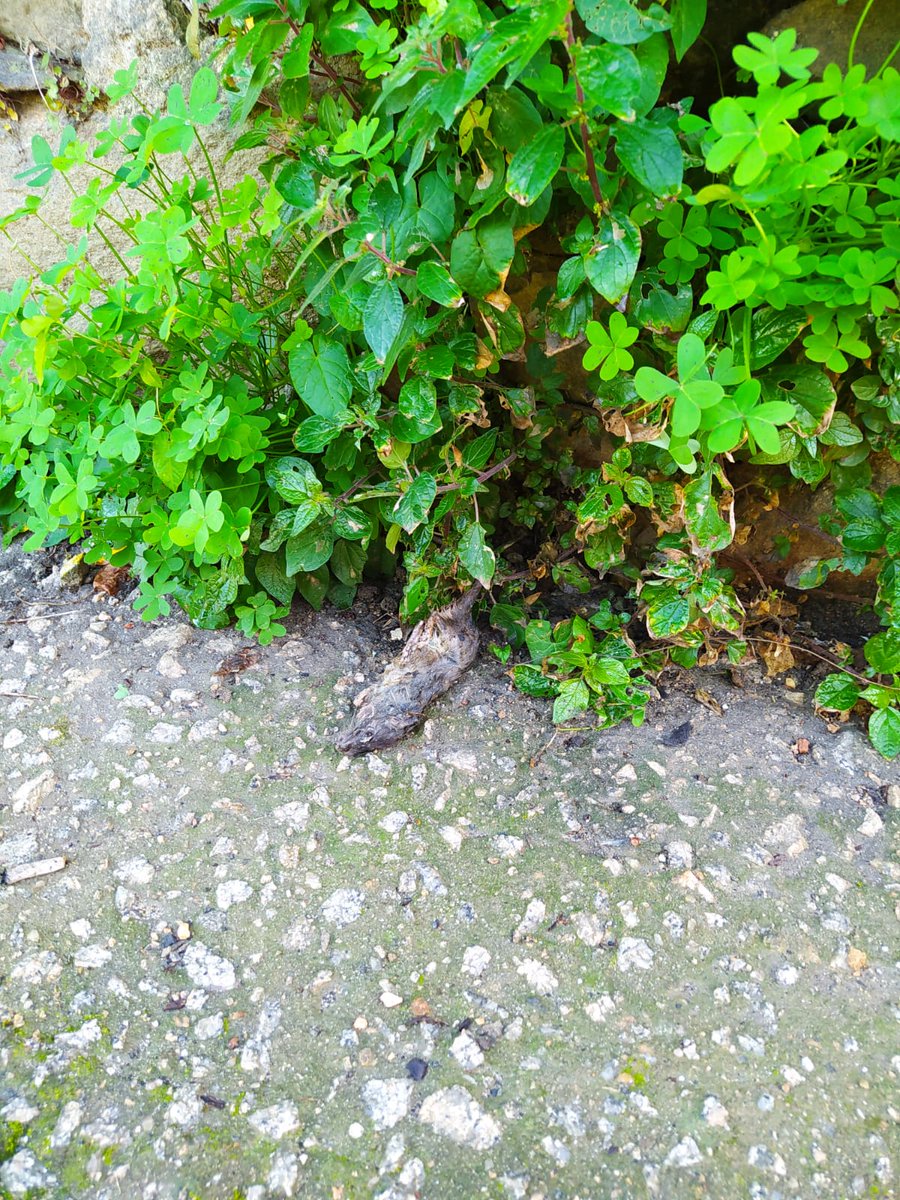 Marnotes tweet media